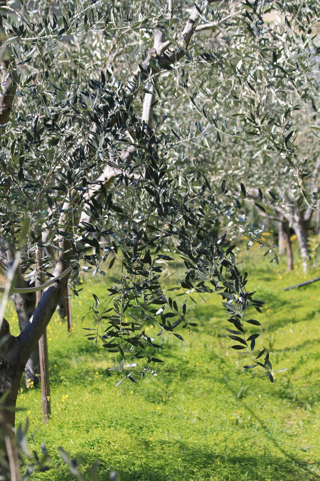 Villa Vento Largo, Casa Marina Ventimiglia Bagian luar foto